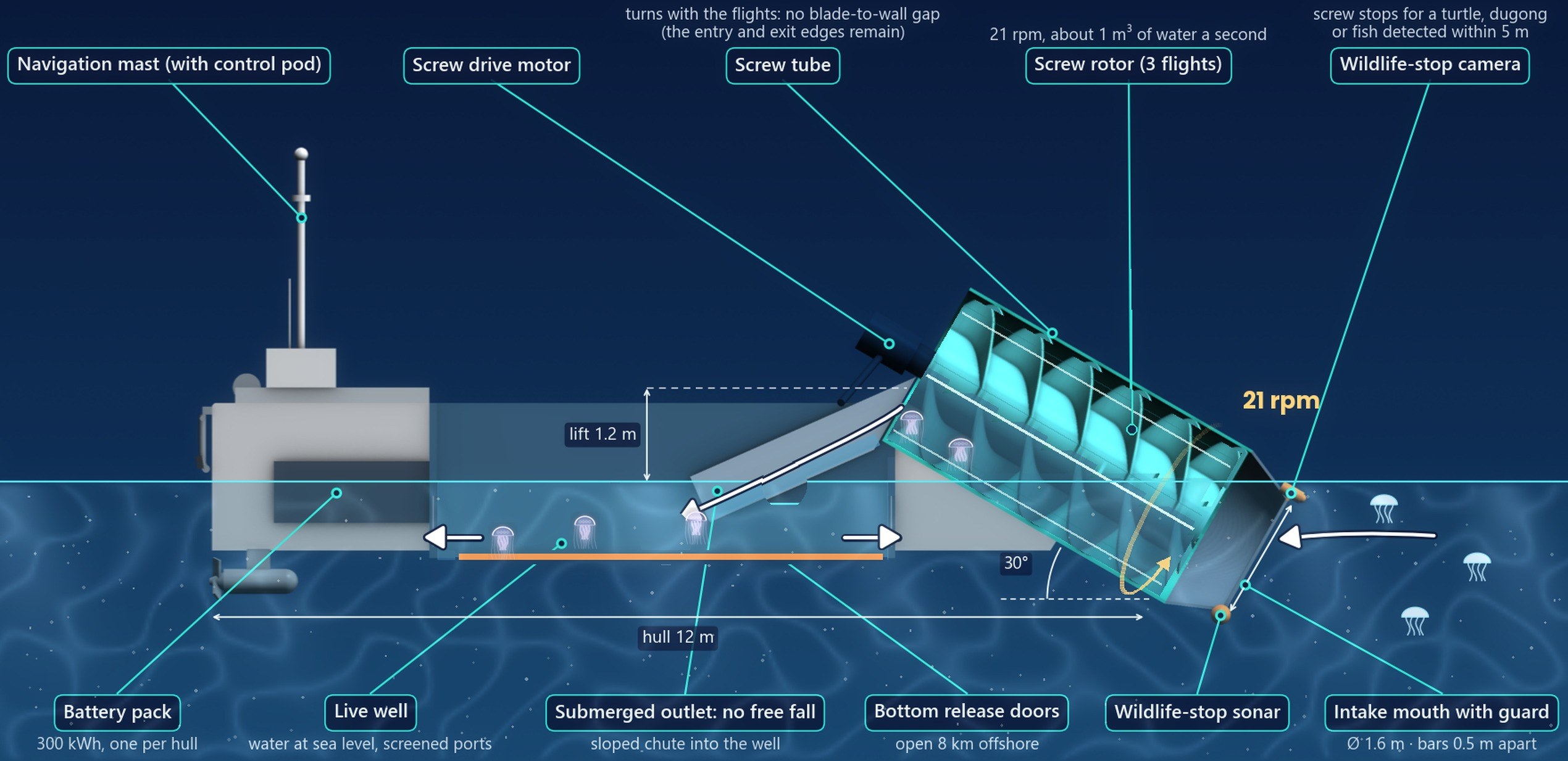 Illustration, side section of the relocation robot (CAD concept model): the screw lift at the bow, the sloped outlet chute into the flooded live well, the bottom release doors, the battery packs, the thrusters and the wildlife-stop camera and sonar.